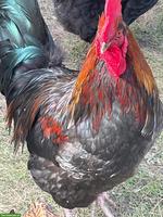 Schöner Marans Mix Hahn gratis abzugeben