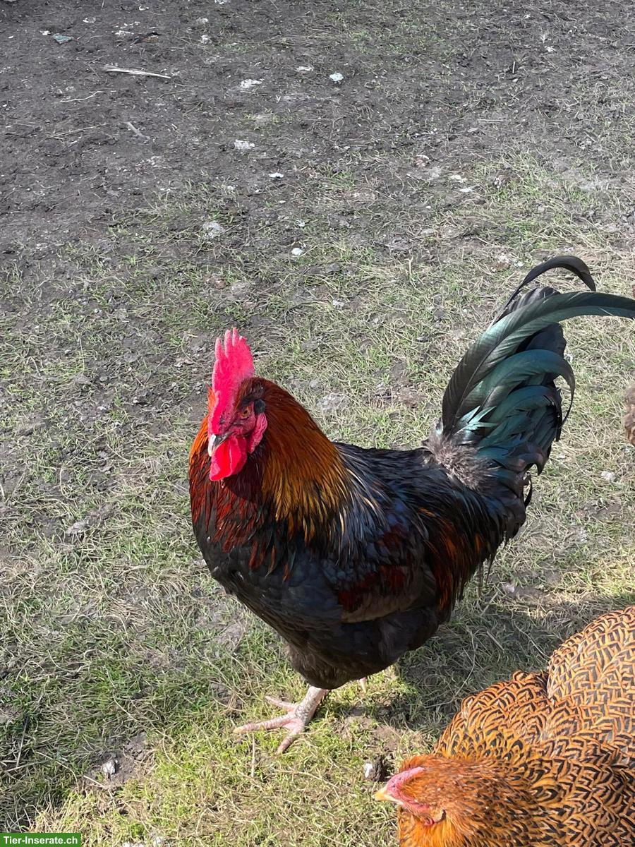 Bild 2: Schöner Marans Mix Hahn gratis abzugeben