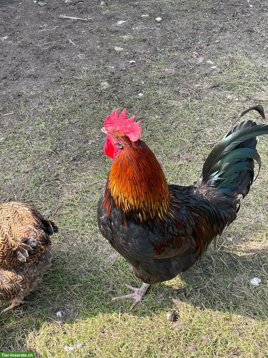 Bild 3: Schöner Marans Mix Hahn gratis abzugeben