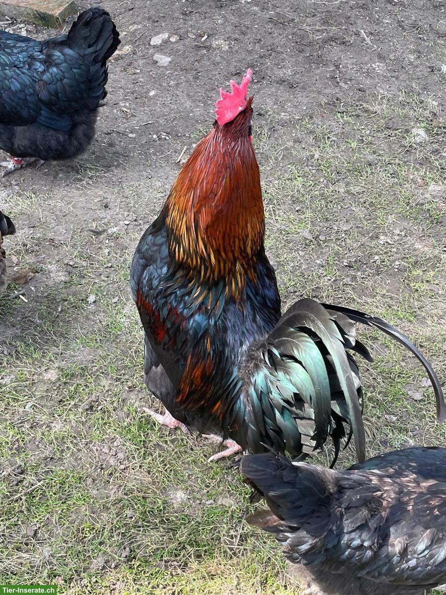 Bild 4: Schöner Marans Mix Hahn gratis abzugeben