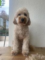 Cockapoo Fb1 Deckrüde in Apricot