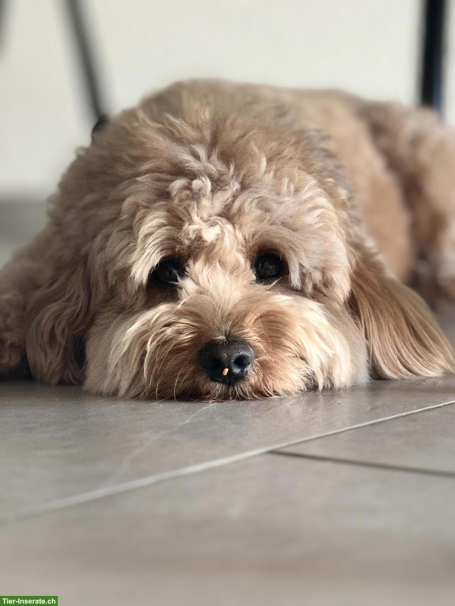 Bild 2: Cockapoo Fb1 Deckrüde in Apricot