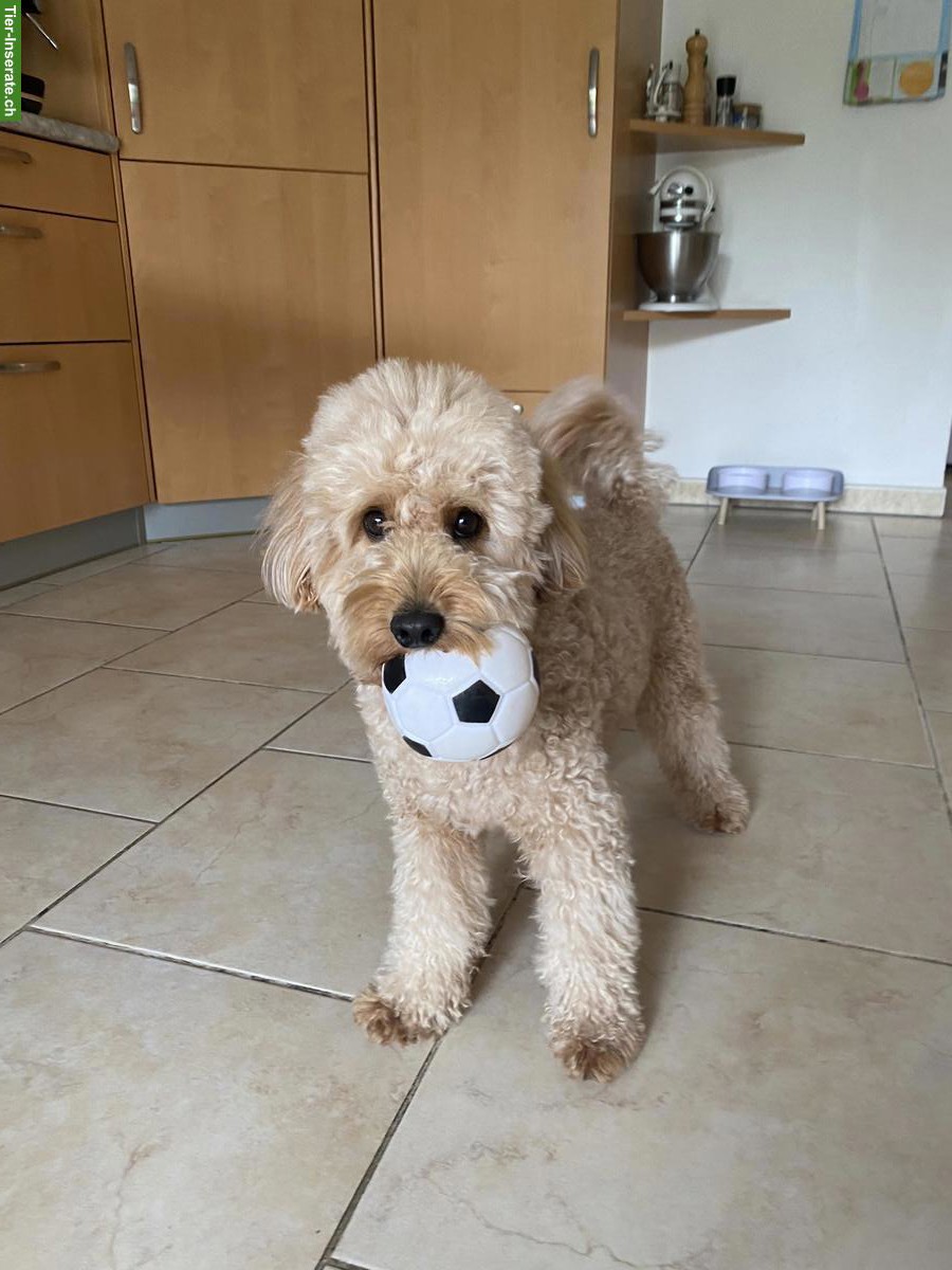 Bild 3: Cockapoo Fb1 Deckrüde in Apricot