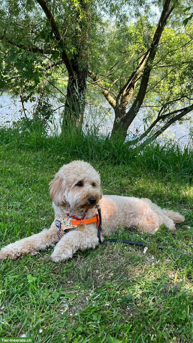 Bild 4: Cockapoo Fb1 Deckrüde in Apricot