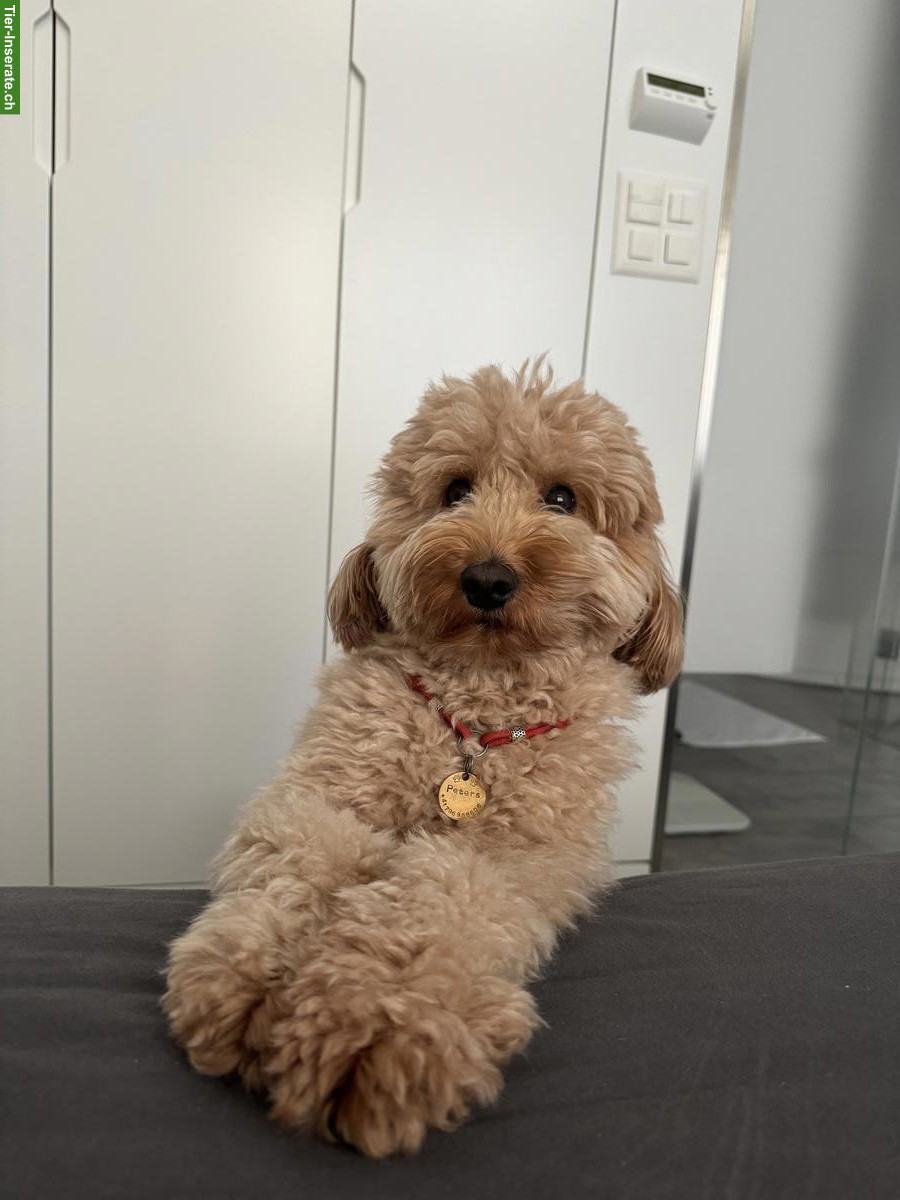 Bild 5: Cockapoo Fb1 Deckrüde in Apricot