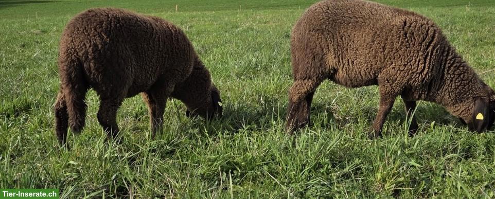 Engadinerschafe zu verkaufen