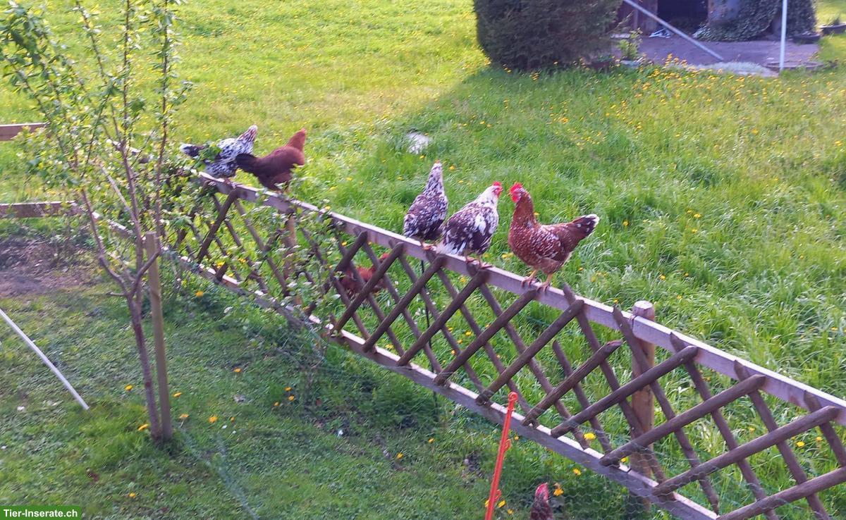 Schwedische Blumenhühner Junghennen