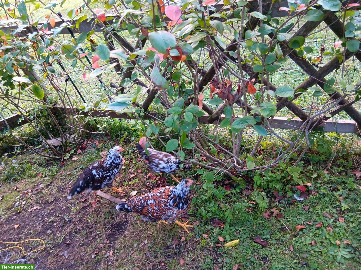 Bild 2: Schwedische Blumenhühner Junghennen