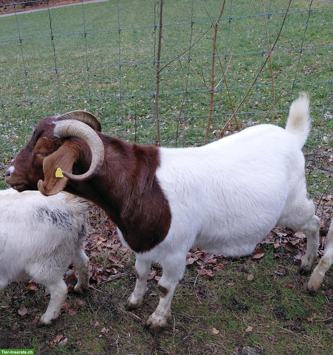 2 Burenziegen Böcke, kastriert