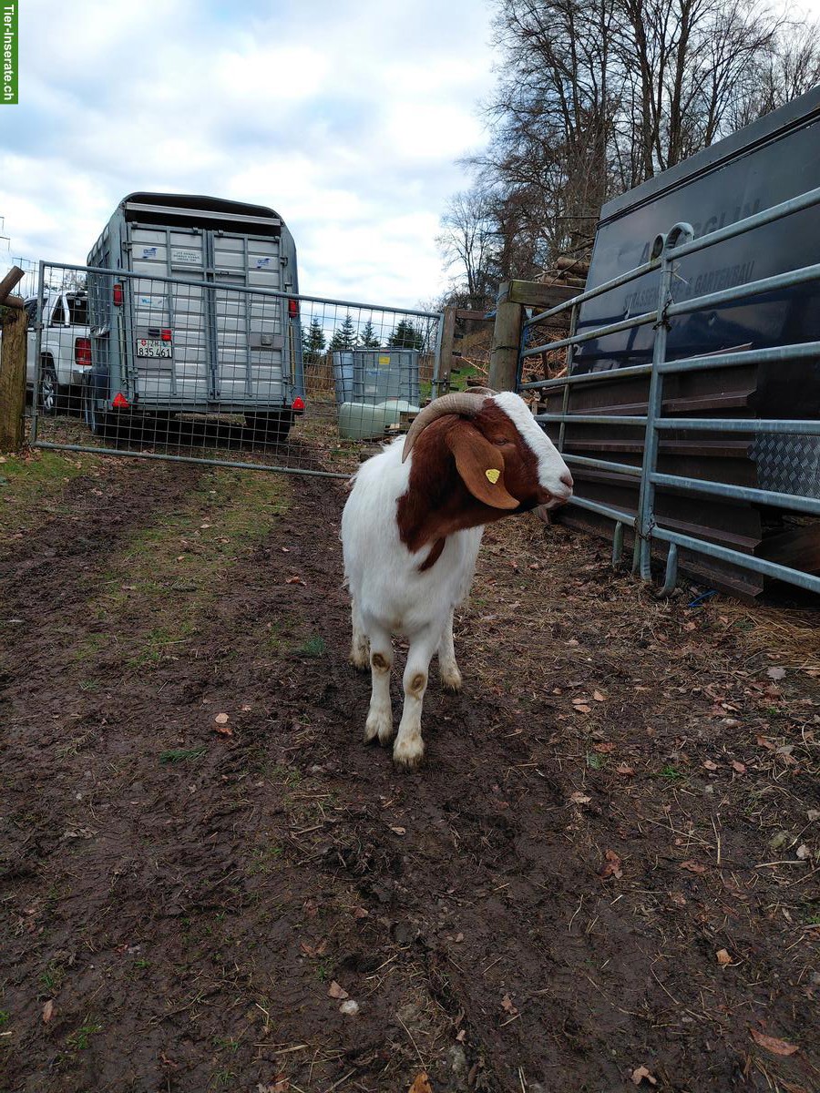 Bild 2: 2 Burenziegen Böcke, kastriert