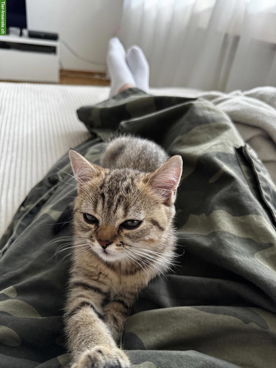 1-jähriger Britisch Kurzhaar, BKH Kater - Golden Tabby - geimpft