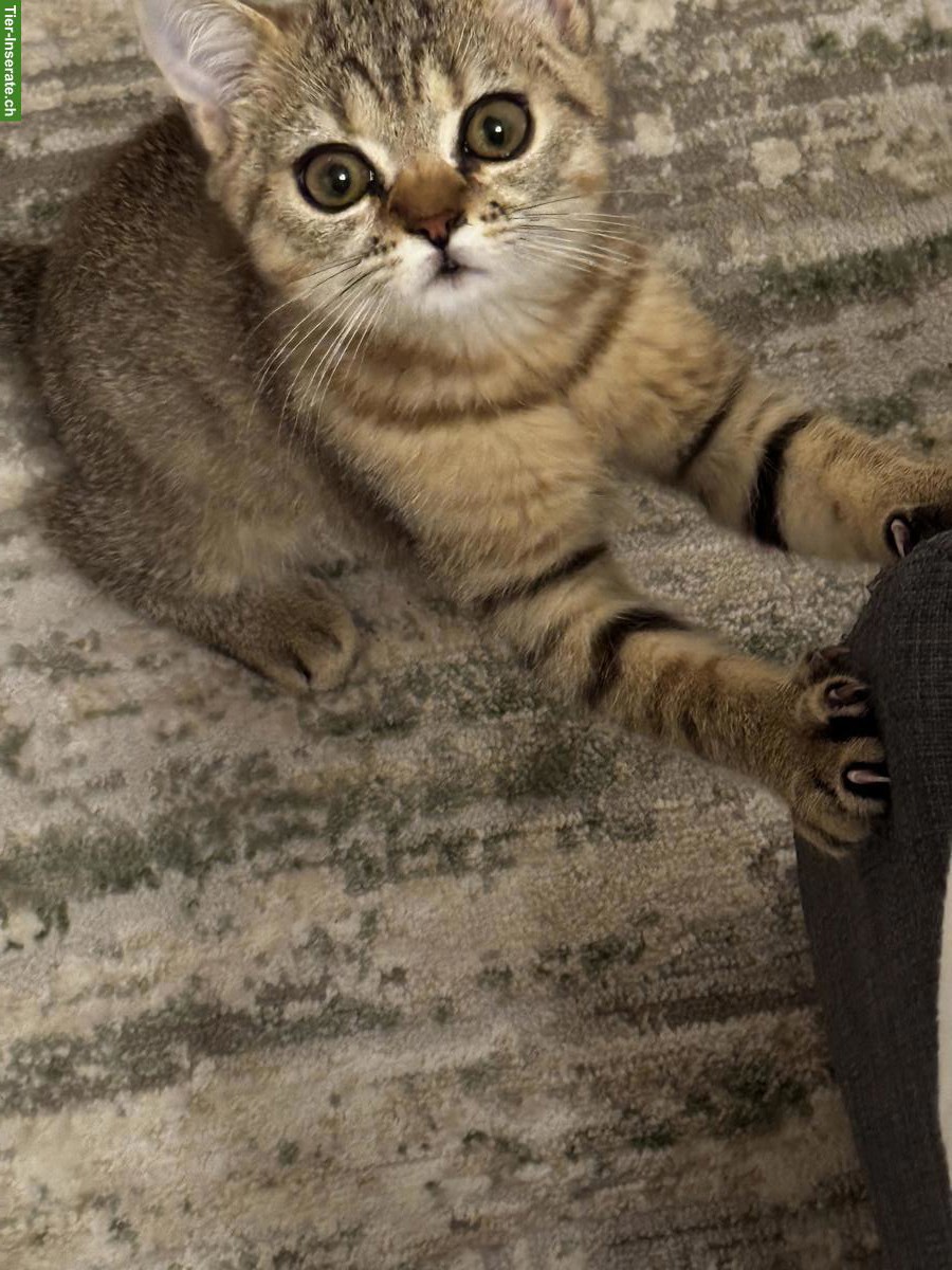 Bild 2: 1-jähriger Britisch Kurzhaar, BKH Kater - Golden Tabby - geimpft