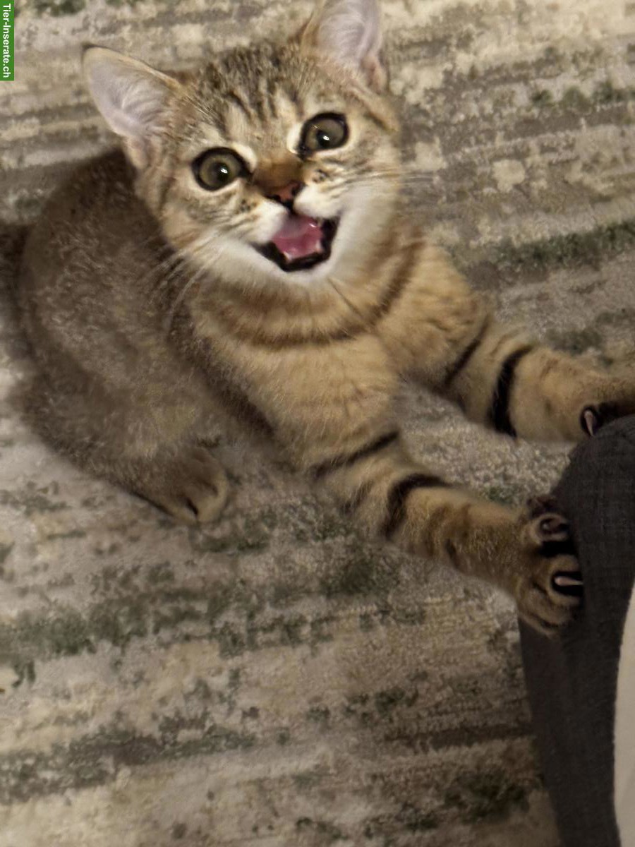 Bild 3: 1-jähriger Britisch Kurzhaar, BKH Kater - Golden Tabby - geimpft