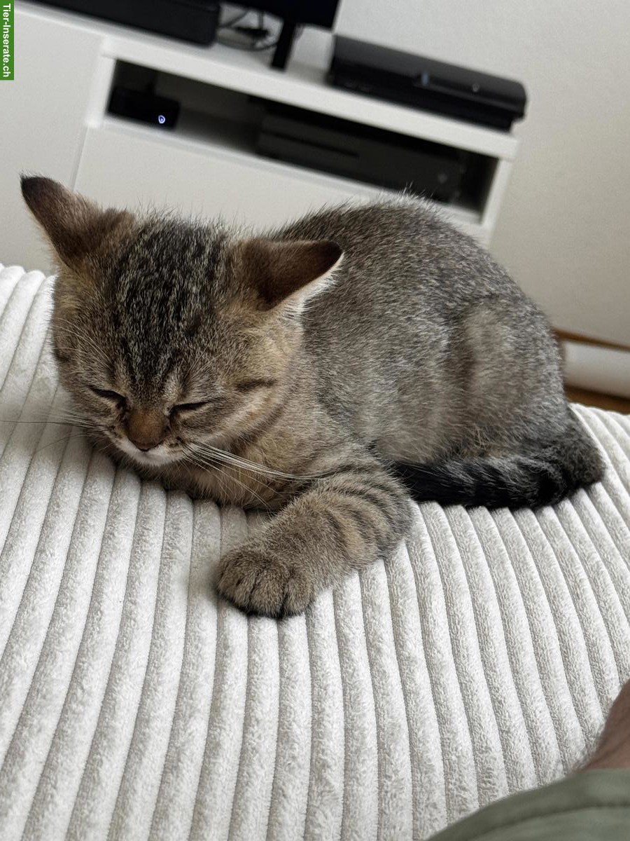 Bild 5: 1-jähriger Britisch Kurzhaar, BKH Kater - Golden Tabby - geimpft