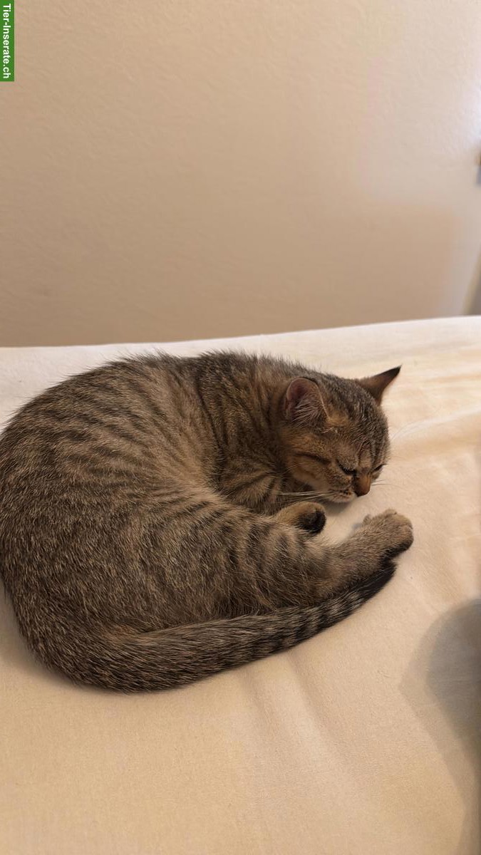 Bild 6: 1-jähriger Britisch Kurzhaar, BKH Kater - Golden Tabby - geimpft