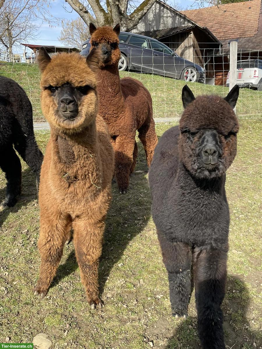 Einige Alpakas suchen einen artgerechten Lebensplatz