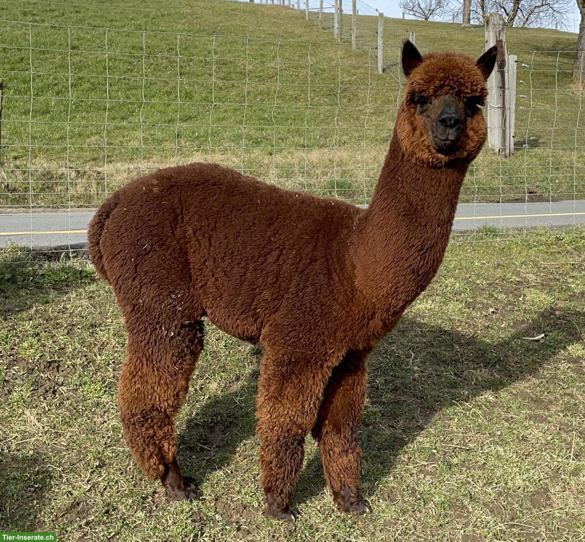 Bild 2: Einige Alpakas suchen einen artgerechten Lebensplatz