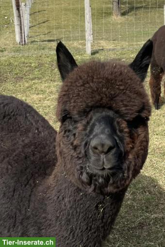 Bild 3: Einige Alpakas suchen einen artgerechten Lebensplatz