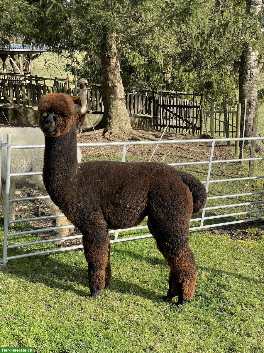 Bild 5: Einige Alpakas suchen einen artgerechten Lebensplatz