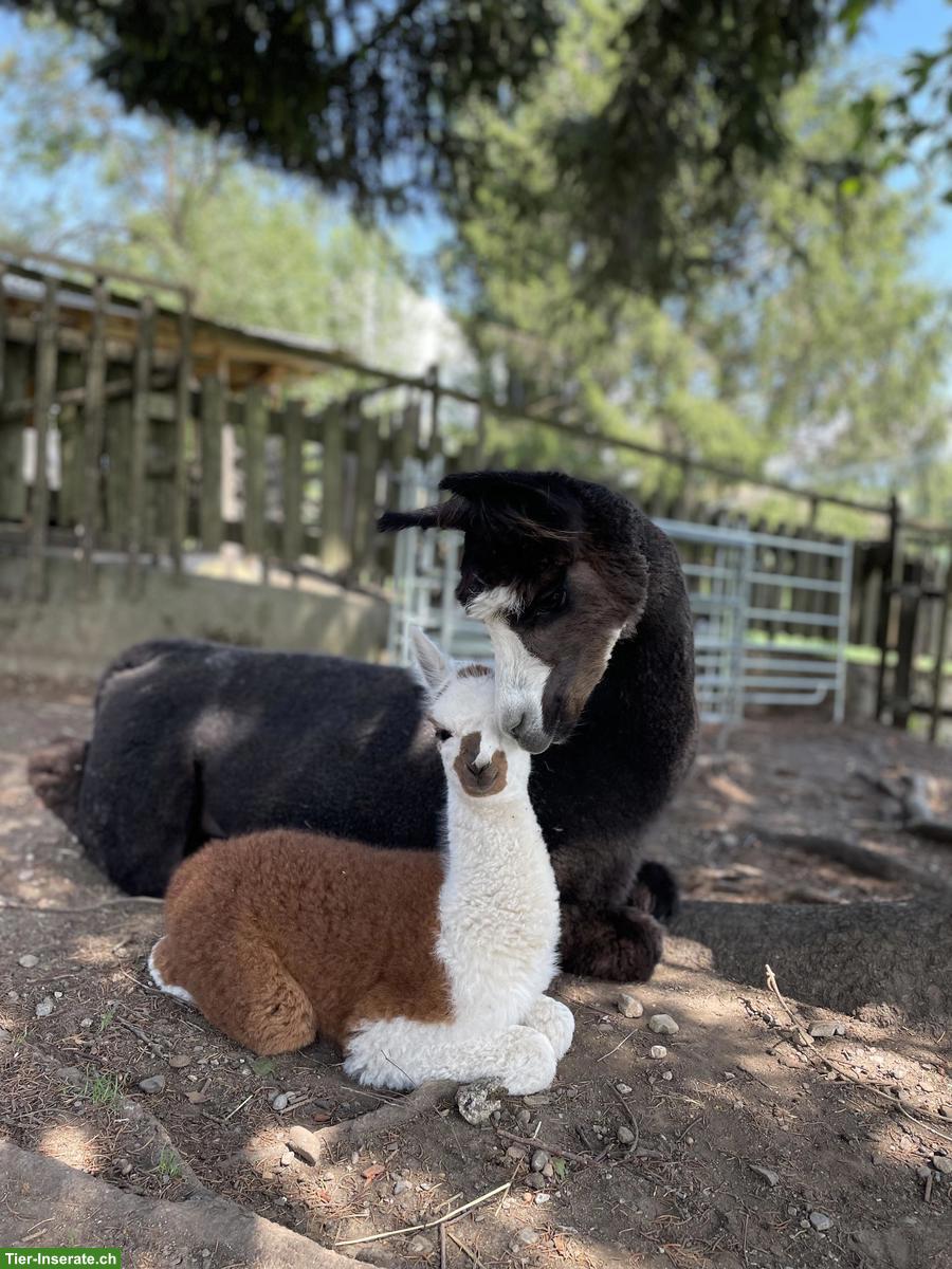 Bild 6: Einige Alpakas suchen einen artgerechten Lebensplatz
