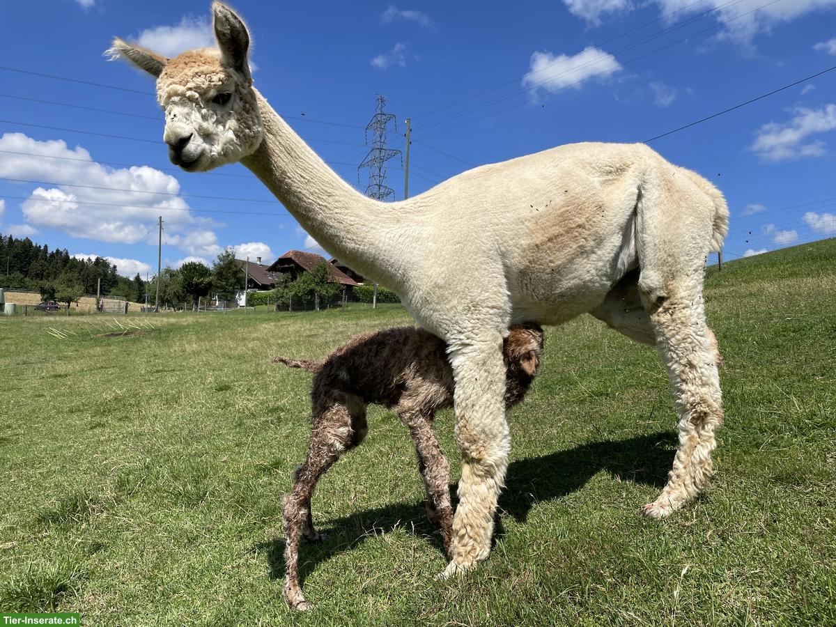 Bild 7: Einige Alpakas suchen einen artgerechten Lebensplatz