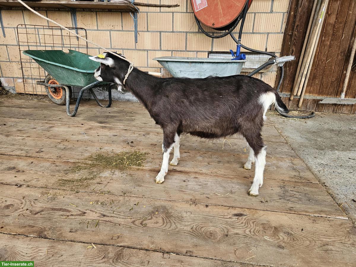 Schöne Bündner Strahlenziegen Böcke zu verkaufen