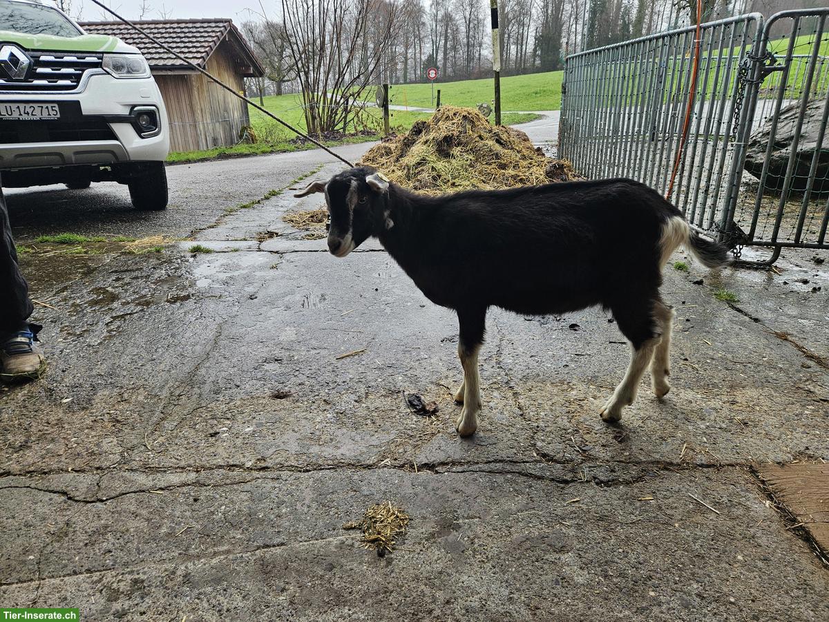 Bild 2: Schöne Bündner Strahlenziegen Böcke zu verkaufen