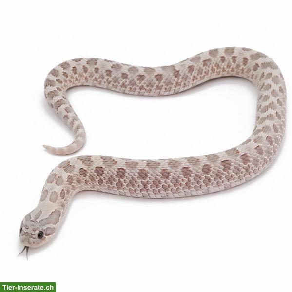 Hakennasennatter Lavender, männlich