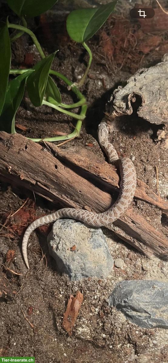 Bild 2: Hakennasennatter Lavender, männlich