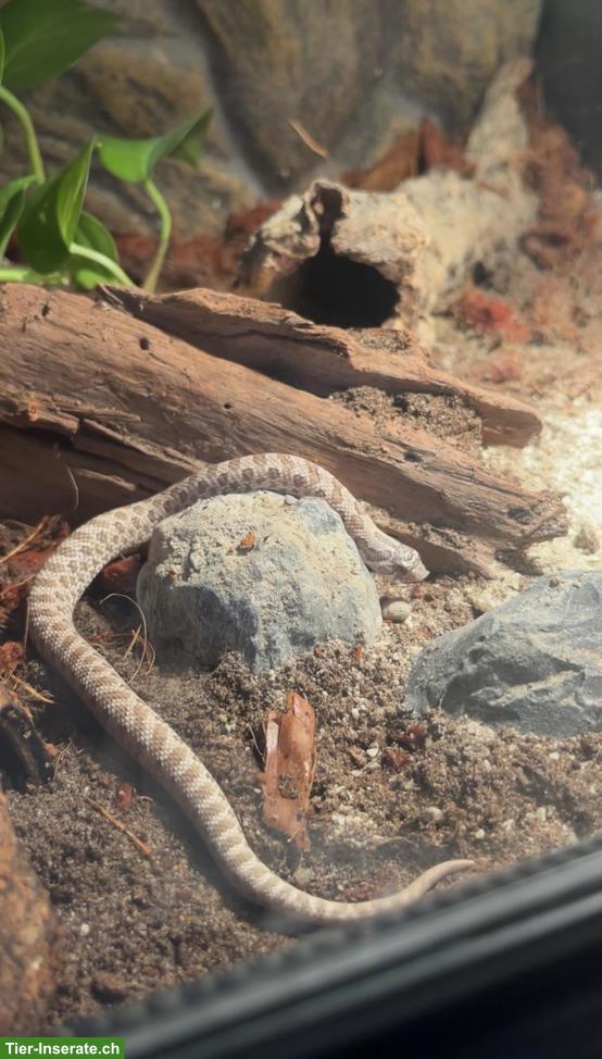 Bild 3: Hakennasennatter Lavender, männlich