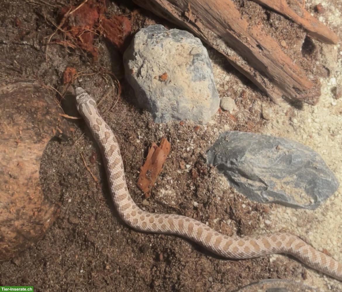 Bild 4: Hakennasennatter Lavender, männlich