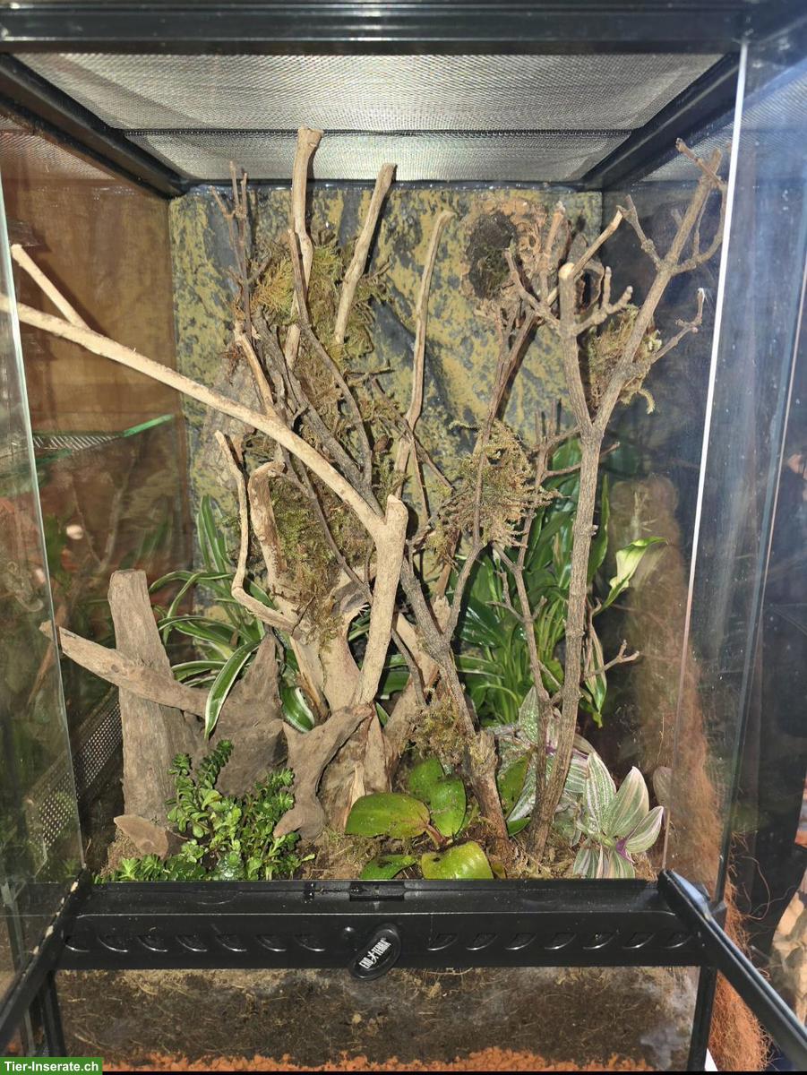 Exo Terra Terrarium für Springspinnen