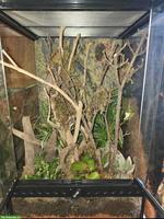 Exo Terra Terrarium für Springspinnen