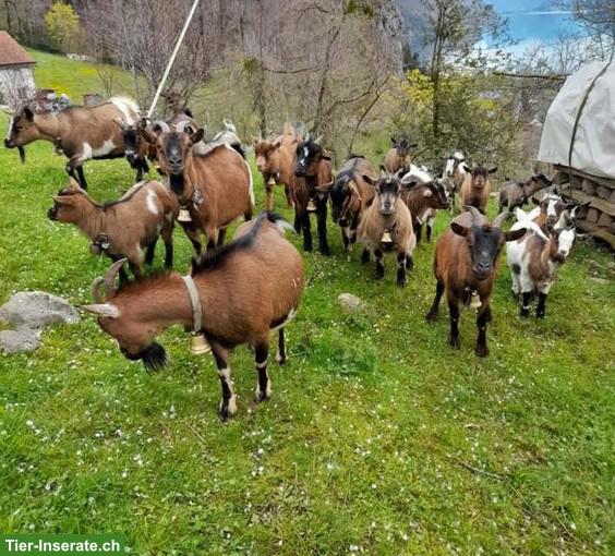 Junge Zwergziegen Gitzi zu verkaufen
