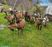 Junge Zwergziegen Gitzi zu verkaufen