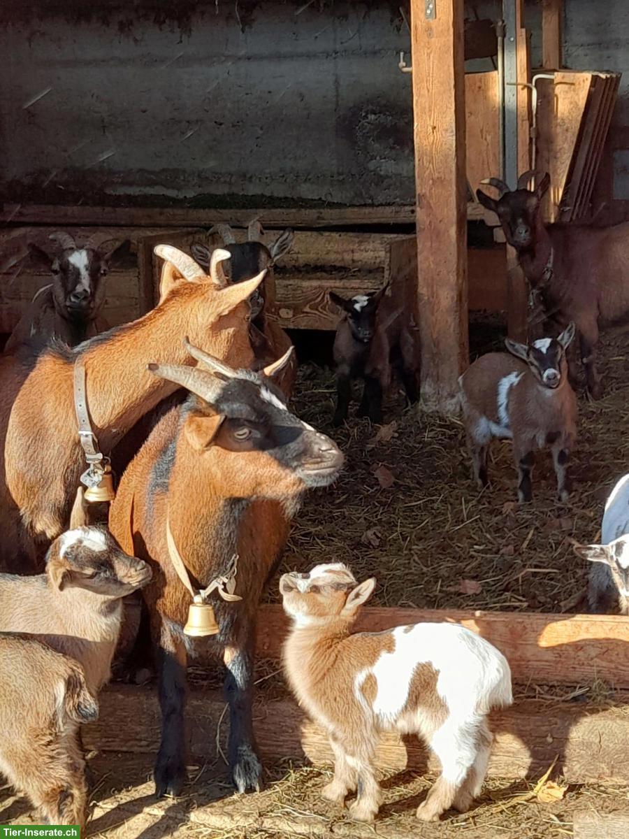 Bild 2: Junge Zwergziegen Gitzi zu verkaufen