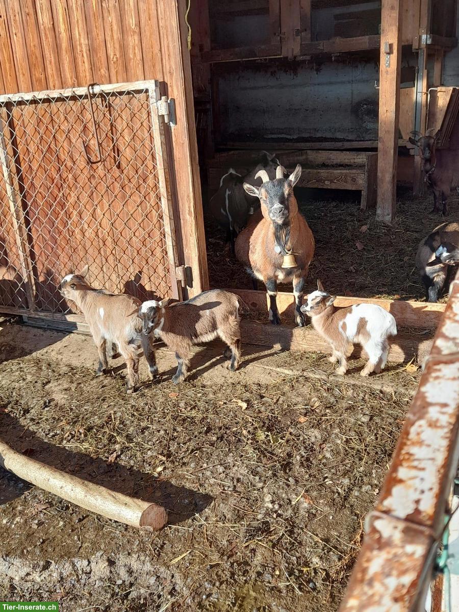 Bild 3: Junge Zwergziegen Gitzi zu verkaufen