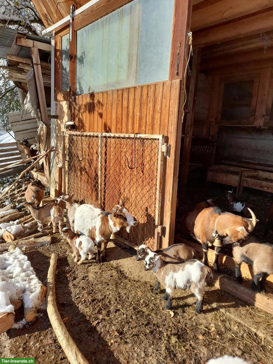 Bild 4: Junge Zwergziegen Gitzi zu verkaufen