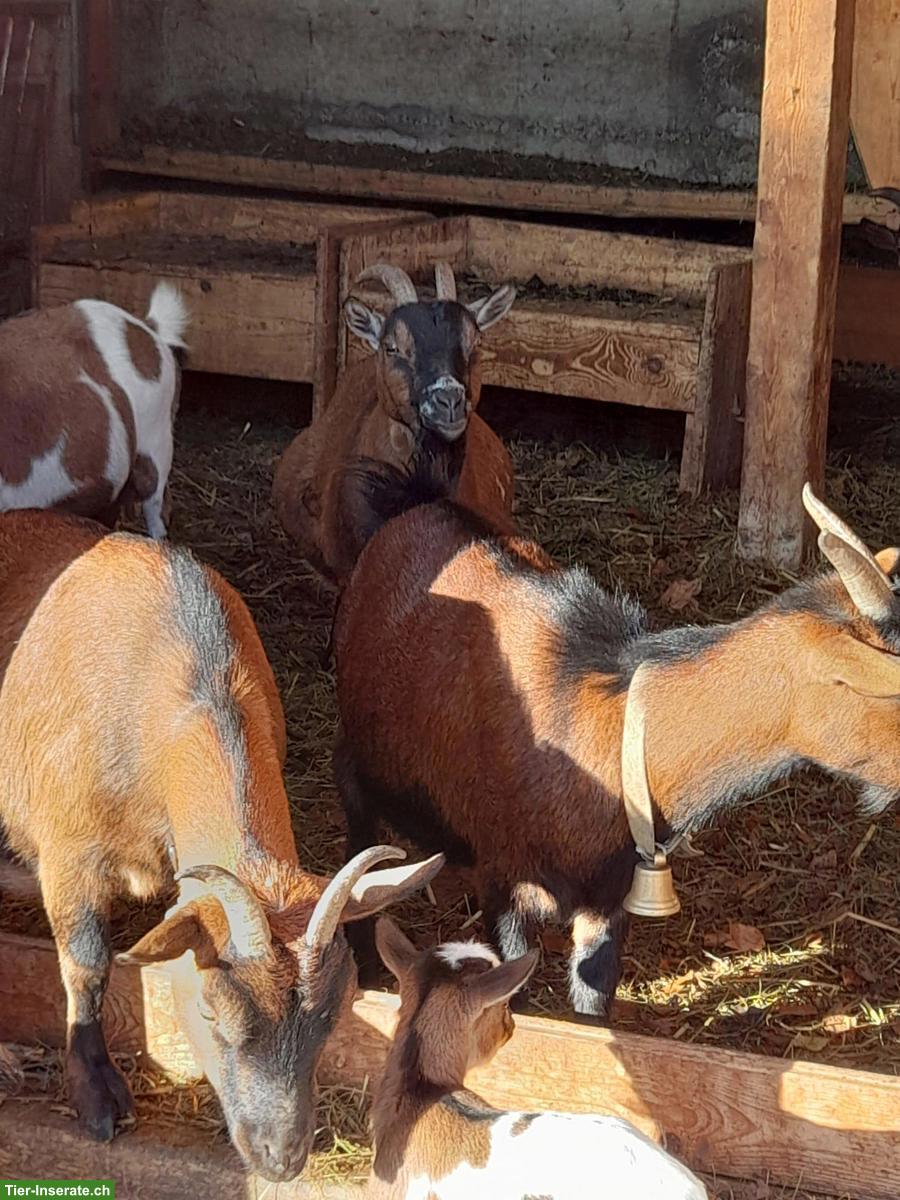 Bild 5: Junge Zwergziegen Gitzi zu verkaufen