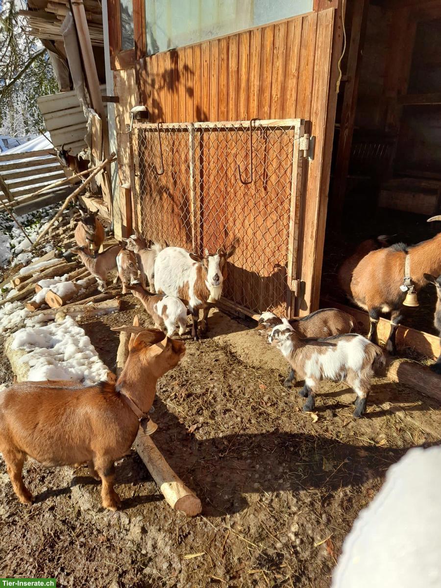 Bild 6: Junge Zwergziegen Gitzi zu verkaufen