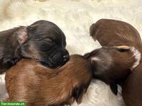 Wunderschöne Havaneser Welpen, reinrassig mit Ahnentafel