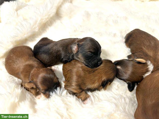 Bild 2: Wunderschöne Havaneser Welpen, reinrassig mit Ahnentafel