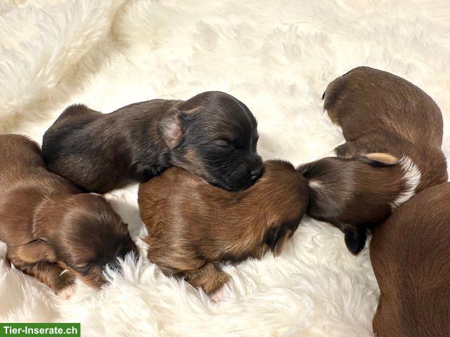 Bild 3: Wunderschöne Havaneser Welpen, reinrassig mit Ahnentafel