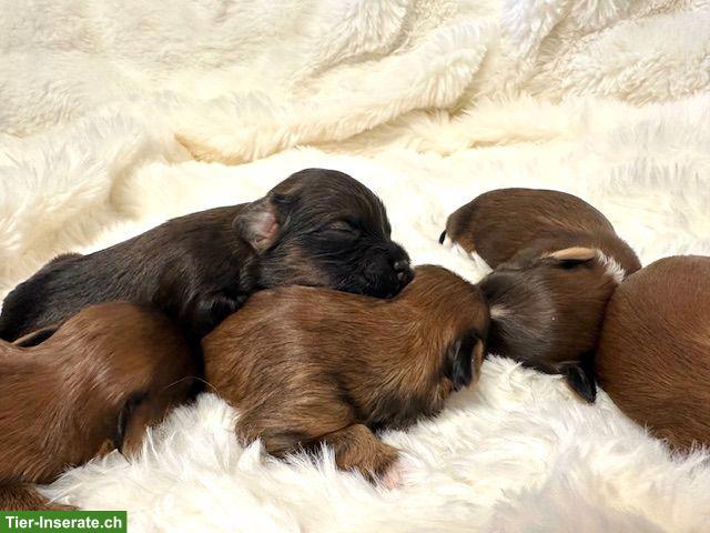 Bild 4: Wunderschöne Havaneser Welpen, reinrassig mit Ahnentafel