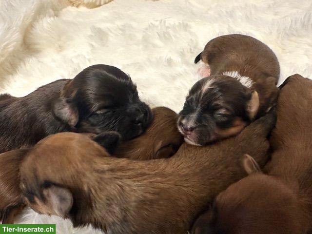 Bild 5: Wunderschöne Havaneser Welpen, reinrassig mit Ahnentafel