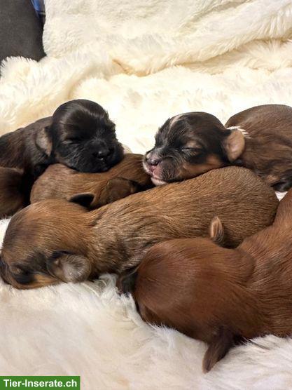 Bild 6: Wunderschöne Havaneser Welpen, reinrassig mit Ahnentafel