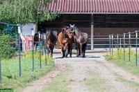 Offenstallplätze für (Allergiker-)Pferde frei! 88364 Wolfegg BW