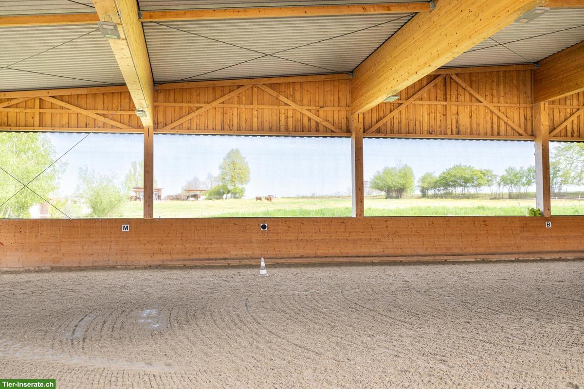 Bild 2: Offenstallplätze für (Allergiker-)Pferde frei! 88364 Wolfegg BW