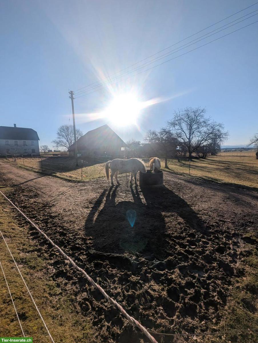 Bild 3: Offenstallplätze für (Allergiker-)Pferde frei! 88364 Wolfegg BW