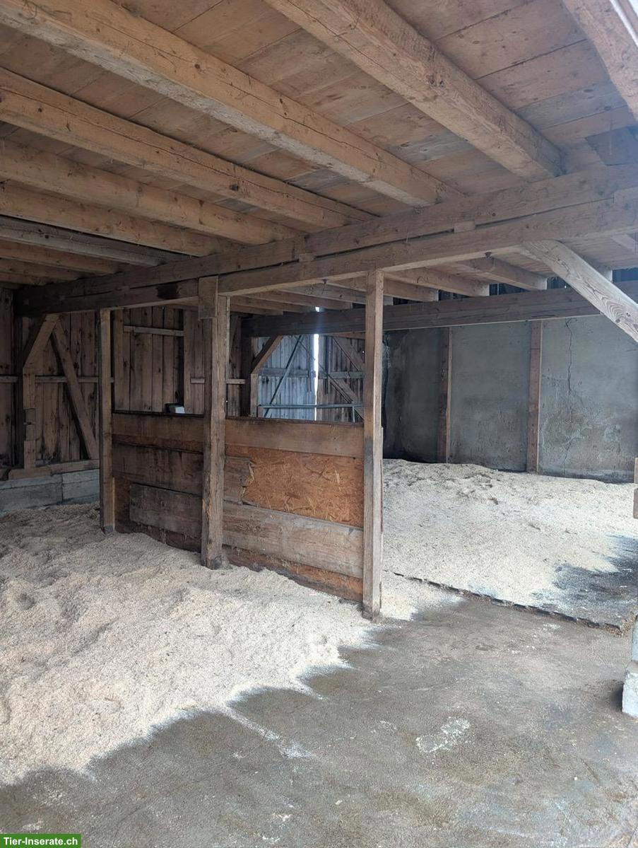 Bild 4: Offenstallplätze für (Allergiker-)Pferde frei! 88364 Wolfegg BW